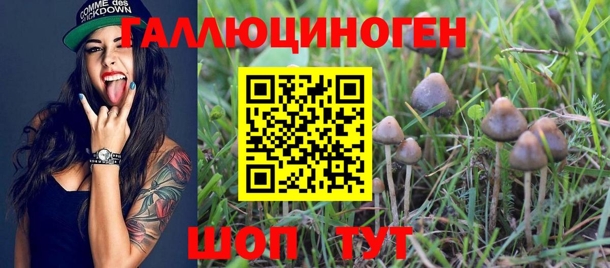 Галлюциногенные грибы GOLDEN TEACHER  Вход с VPN  Ставрополь 