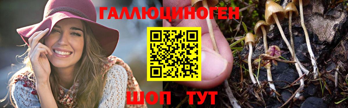 Псилоцибиновые грибы Psilocybe Ставрополь